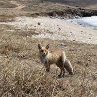 Фото отзыва 3: экскурсия "Байкальская классика: места силы, Ольхон и мыс Хобой"