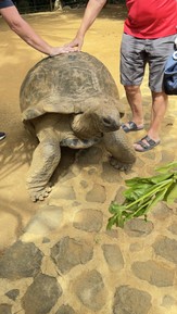 Фото отзыва 3: экскурсия "Чудеса природы на юге Маврикия"