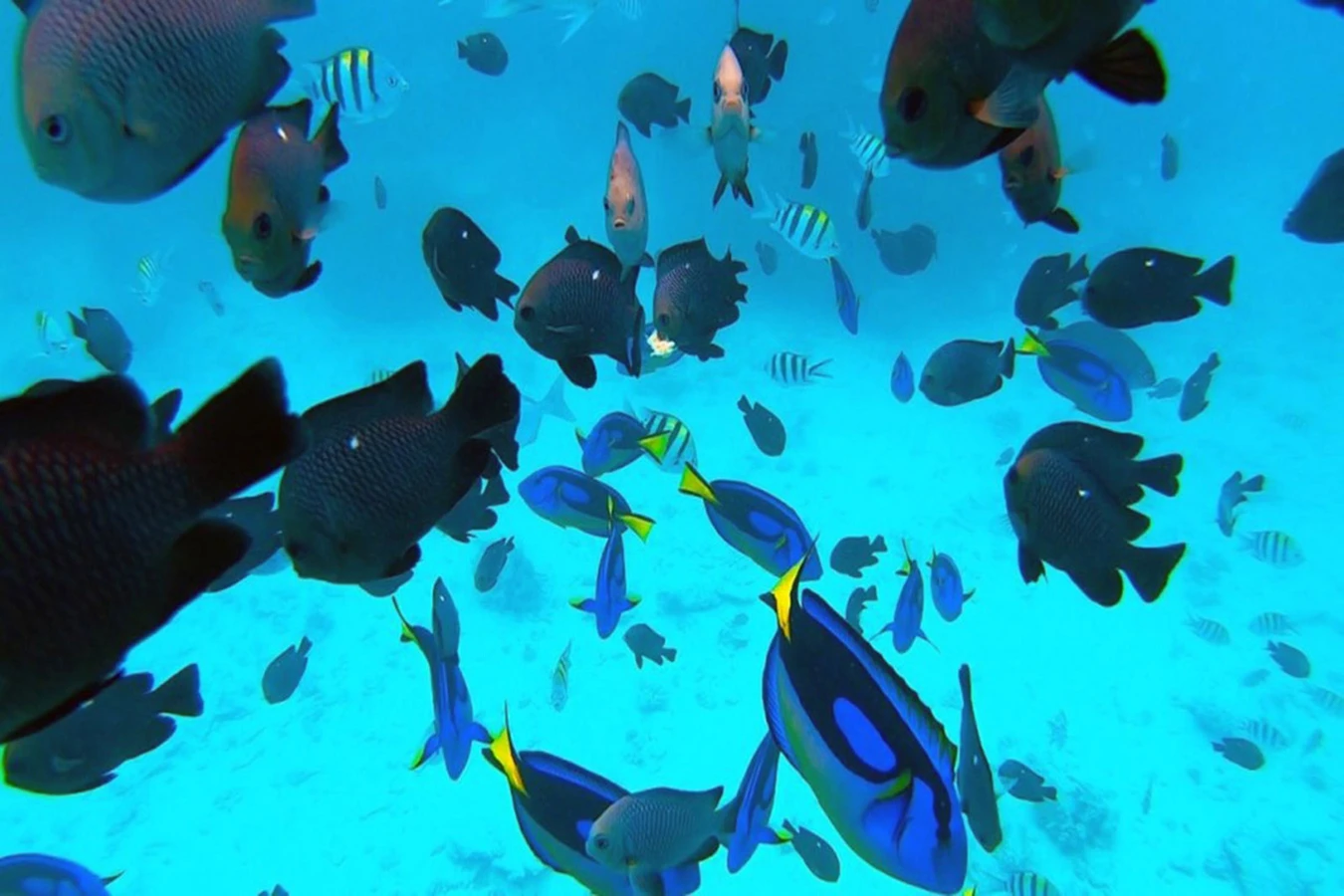 Снорклинг у острова Мнемба и купание с дельфинами