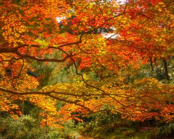 К Замку Белой Цапли ведёт нас дорога, девять садов приглашают к прогулке