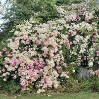 Фото отзыва 2: экскурсия "Остров Лусон: главное за один день"