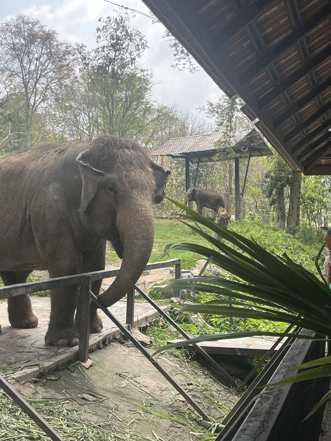 Спасибо за экскурсию по зоопарку. Очень интересно и увлекательно