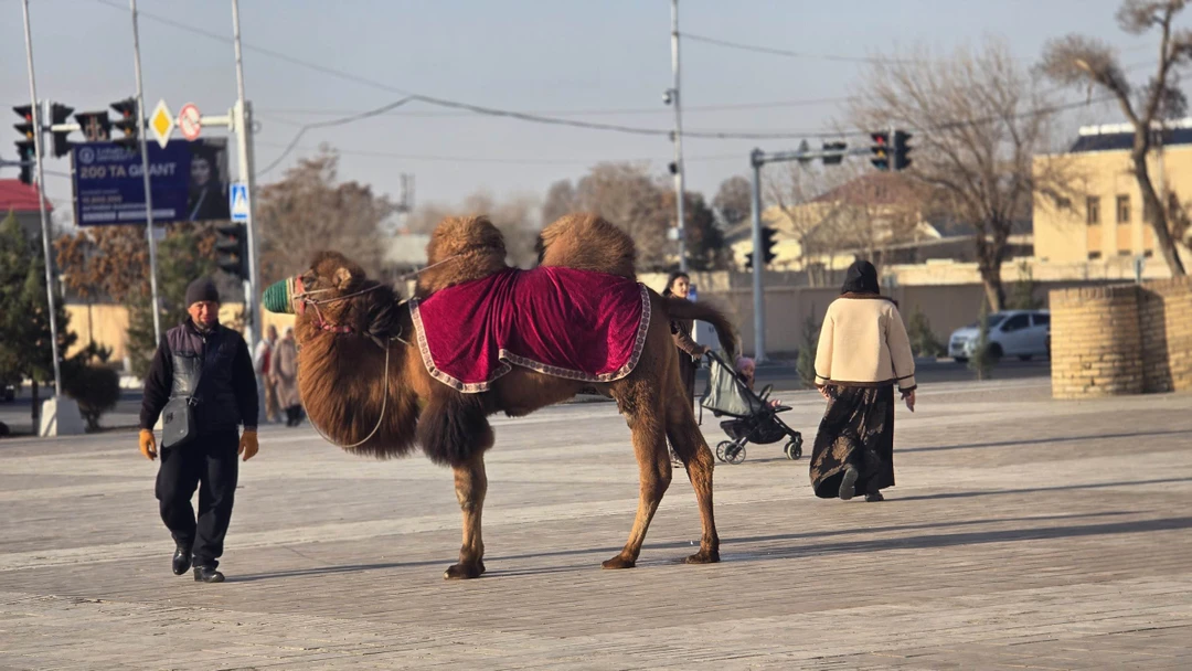 Огромное спасибо Шохруху за потрясающую экскурсию в Бухаре! Если ищете гида, который не только знает всё