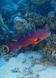 Фото отзыва 4: экскурсия "По&nbsp;Красному морю&nbsp;— на&nbsp;дайверской яхте"