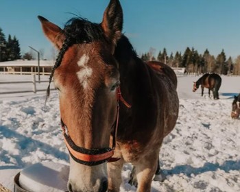 Настольные игры, розыгрыш призов