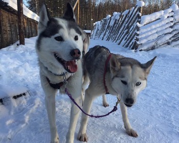 Петрозаводск, приготовление калиток, настойки, вотчина Деда Мороза в Карелии и питомник хаски и оленей