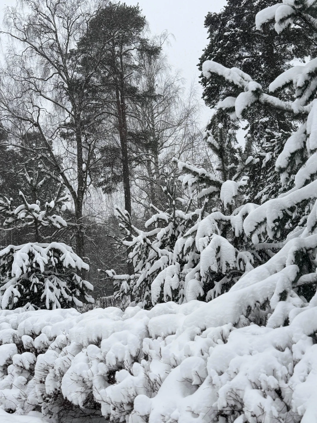 Литературное Переделкино (Елена)