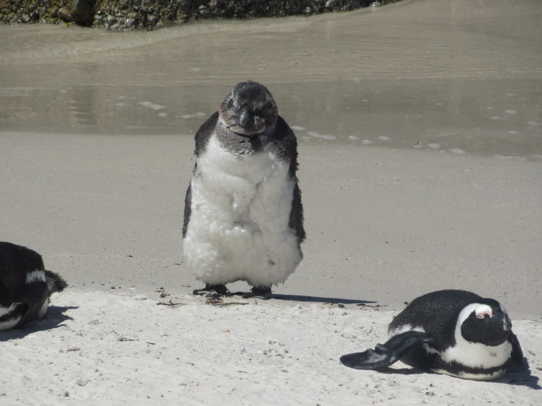 Были в ЮАР год назад, но до отзыва руки дошли только сейчас. Несмотря на то, что