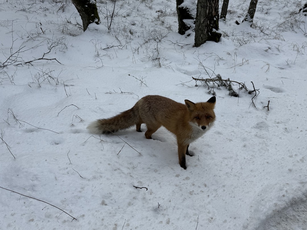 На Куршскую косу и в Зеленоградск (Татьяна)
