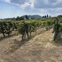 Фото отзыва 3: экскурсия "Этна в бокале вина"