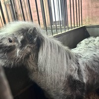 Фото отзыва 3: экскурсия "Тайны старинной усадьбы: Ворошиловская дача и конная прогулка"