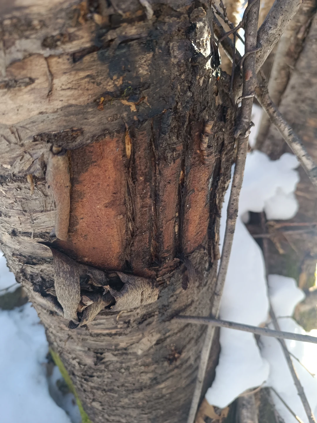 Не была уверена, что по здоровью смогу осилить обычную групповую экскурсию в Хехцир, т. к. накануне