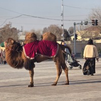 Фото отзыва 2: экскурсия "Из Самарканда в Бухару за 1 день!"