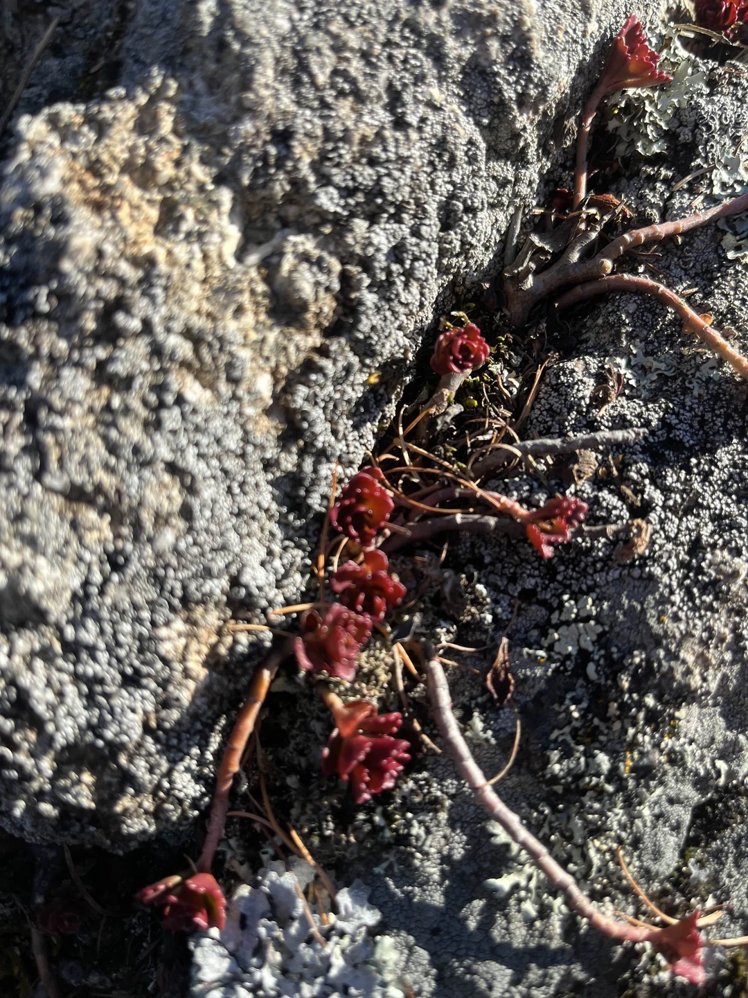 Ирина с Олегом провели интересную экскурсию! Все задуманное посетили. Спасибо за интересные локации, информацию которую получили: