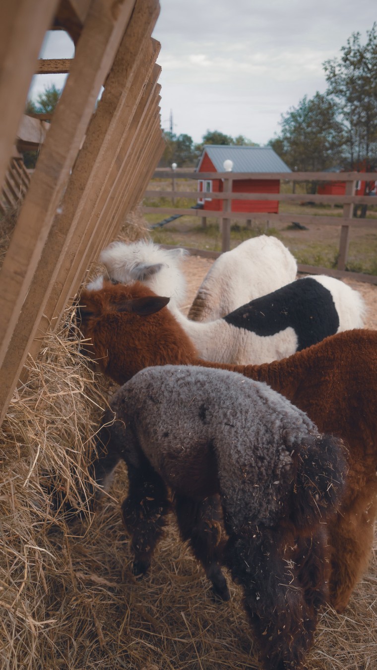 На ферму альпак — из Владивостока (11/16)