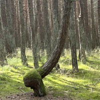 Фото отзыва 1: экскурсия "Комфортная поездка на Куршскую косу"