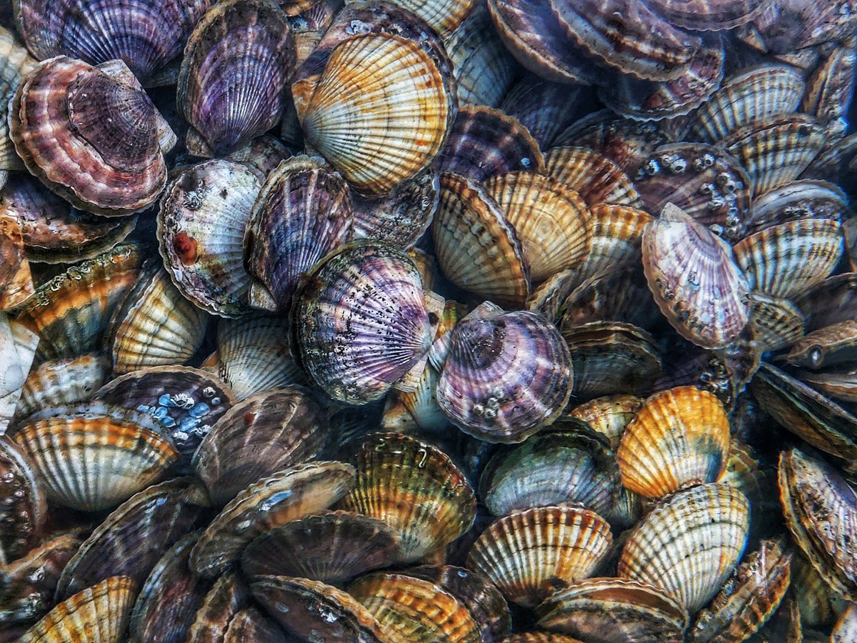 Фото За яркими фото и морепродуктами — на остров Русский и мыс Тобизина!
