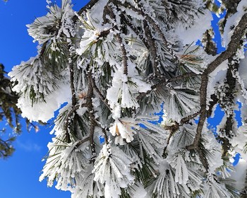 Чуйский олений камень и петроглифы