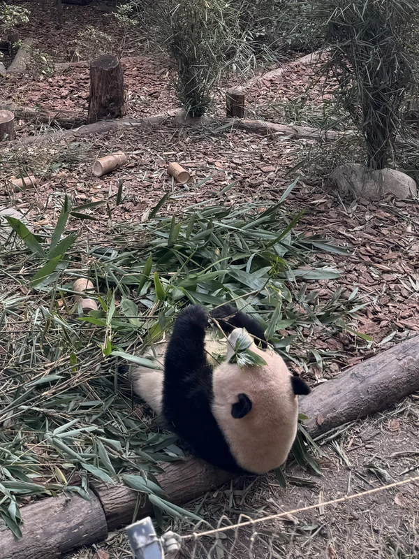 Мини-группой по Южному Китаю: мегаполисы и уезды, холмы Яншо, горы Аватара и панды