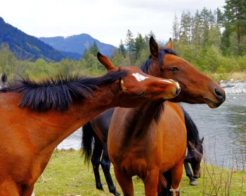Горы Домбая и термальные бассейны комплекса «Жемчужина Кавказа»