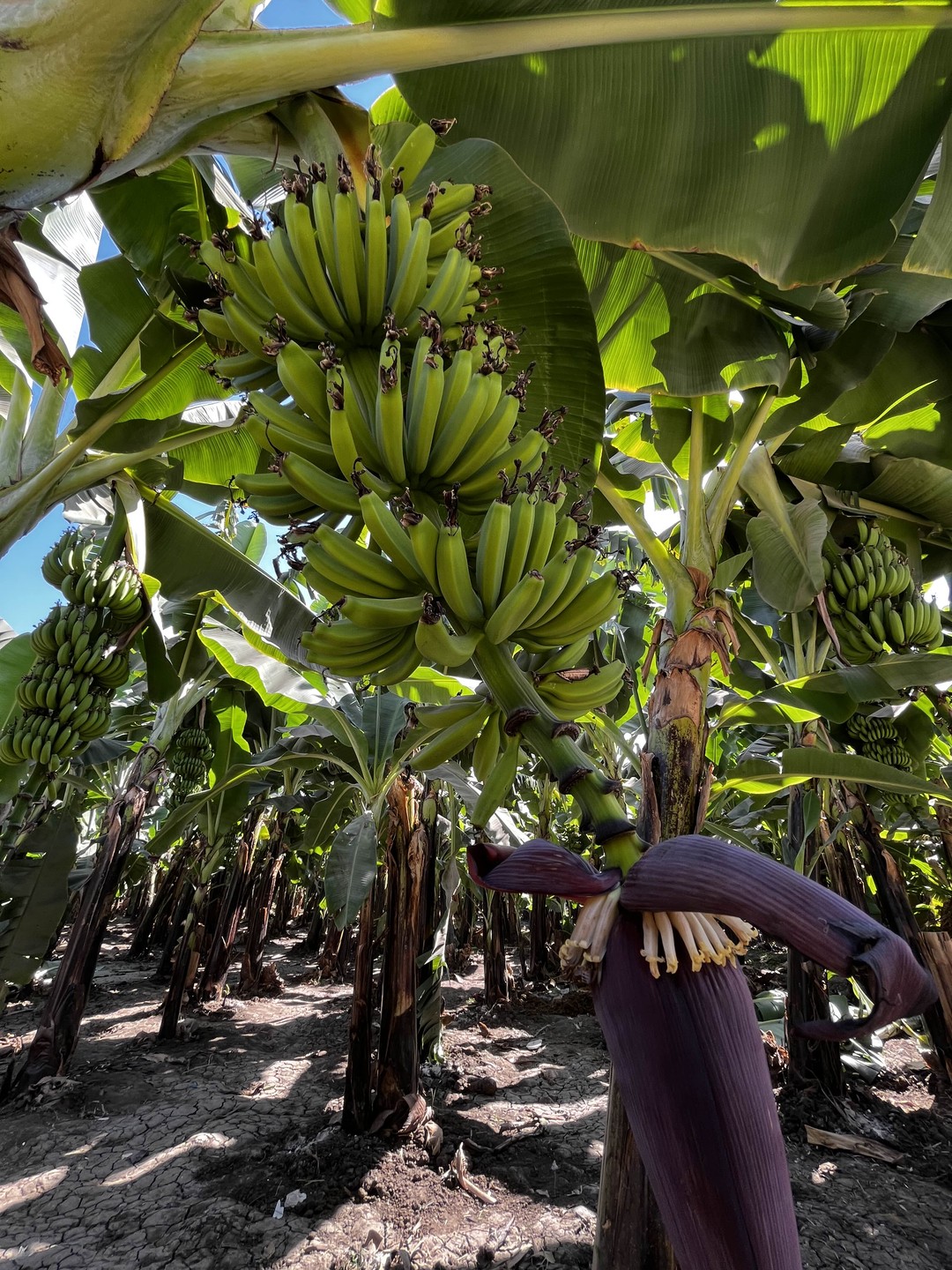 Потрясающие впечатления, очень красива природа рядом с Нилом. Древние сооружения вызывают восторг
