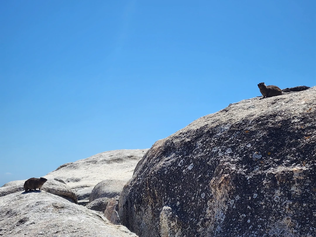 В первый свой полноценный день на Южноафриканской земле вообще и в Кейптауне в частности мы с
