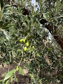 Фото отзыва 2: экскурсия "Вино и оливки Мендосы"