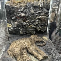 Фото отзыва 3: экскурсия "Зоологический музей для детей и взрослых"