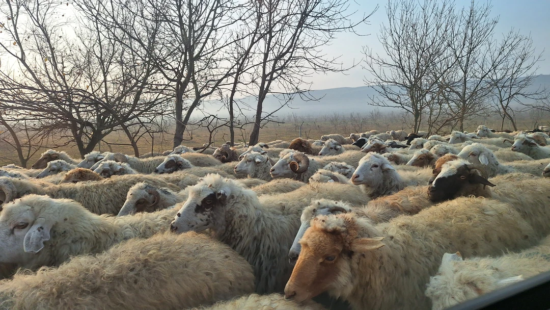 Экскурсия очень понравилась, отличный гид Бесо - великолепный рассказчик, водитель тоже отличный. Мы были только вдвоём