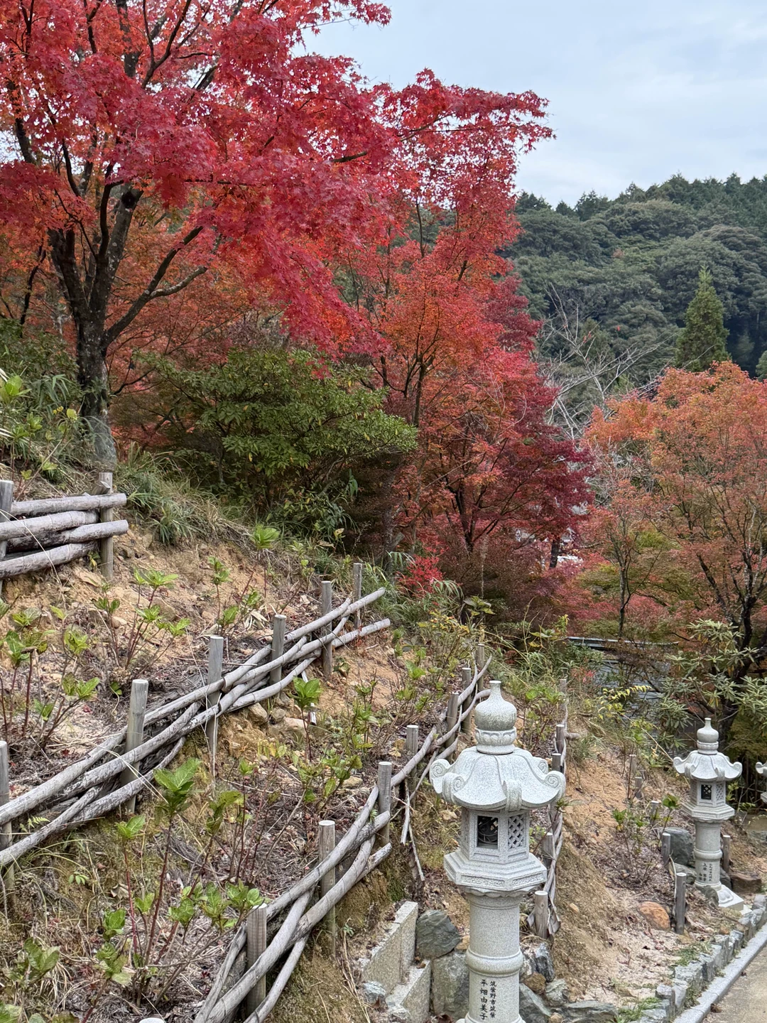 Хотим поблагодарить Светлану за реализацию нашей мечты - увидеть своим глазами красные клёны 🍁🥰