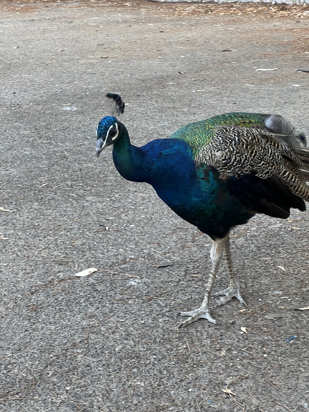 Калейдоскоп красот и главных достопримечательностей Родоса (Юлия)