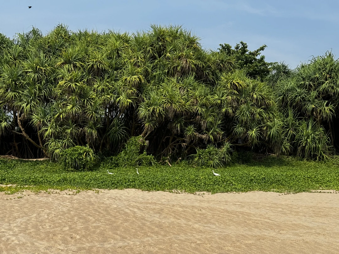 Отличная экскурсия от самой южной точки Шри-Ланки по красивейшим местам и пляжам. Спасибо организаторам и нашему