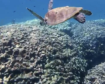 Морская прогулка к островам Диманият и снорклинг