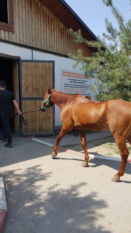 Фото к экскурсии Верхом по лесным тропам Грозного