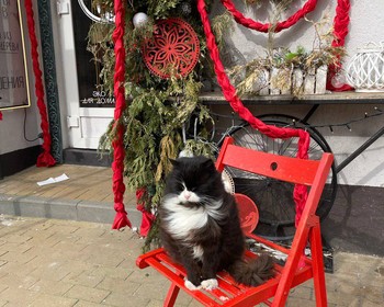 Свободная программа или дополнительная экскурсия (Куршская коса и Зеленоградск)