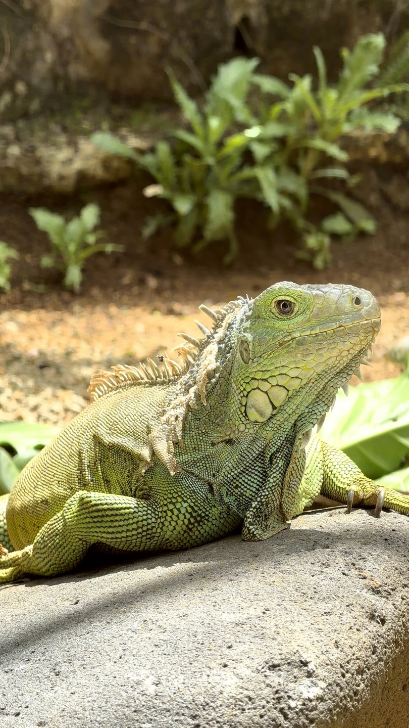 Это было великолепное путешествие. Елена очень интересно рассказывает. С огромной любовью и уважением к острову и