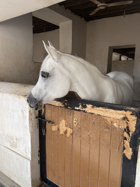 Спасибо за прекрасно организованную экскурсию гиду Наталье!!! Доха влюбила в себя!!! Маршрут отлично показал город (да