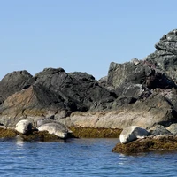 Фото отзыва 2: экскурсия "На остров Путятина, к сивучам и ларгам — из Владивостока"