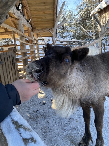 Очень красиво, вкусно и интересно! в первый день мы гуляли по Ладоге, местами снега было по