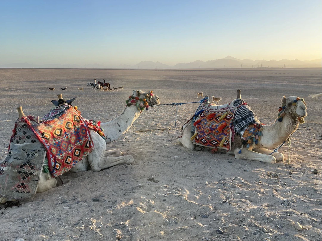 Хотим поблагодарить Ирину за организацию нашей прогулки на верблюдах в пустыню в Хургаде