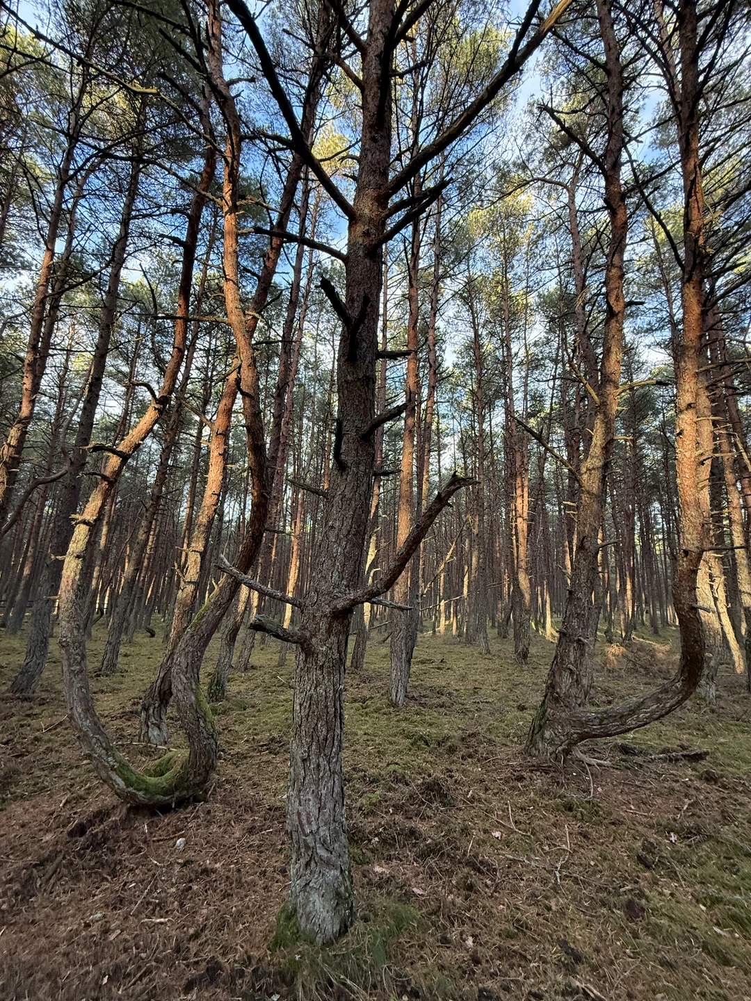 Замечательная экскурсия для тех, кто хочет все и сразу. За один день проехали все балтийское побережье