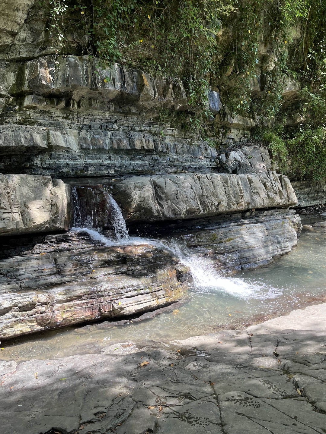 Дикий Сочи: от Воронцовских пещер по тропам колхидского леса до самшитовой рощи (Галина)