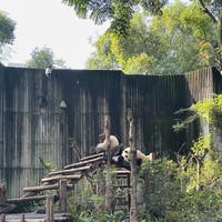 Фото отзыва 3: экскурсия "Город контрастов: Чэнду в ритме традиций и технологий"