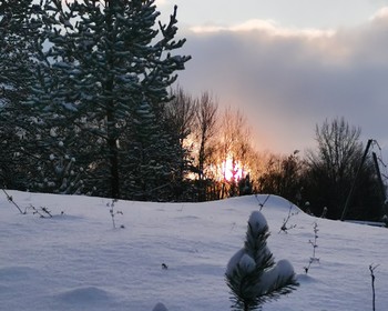 На санях по снежному лесу