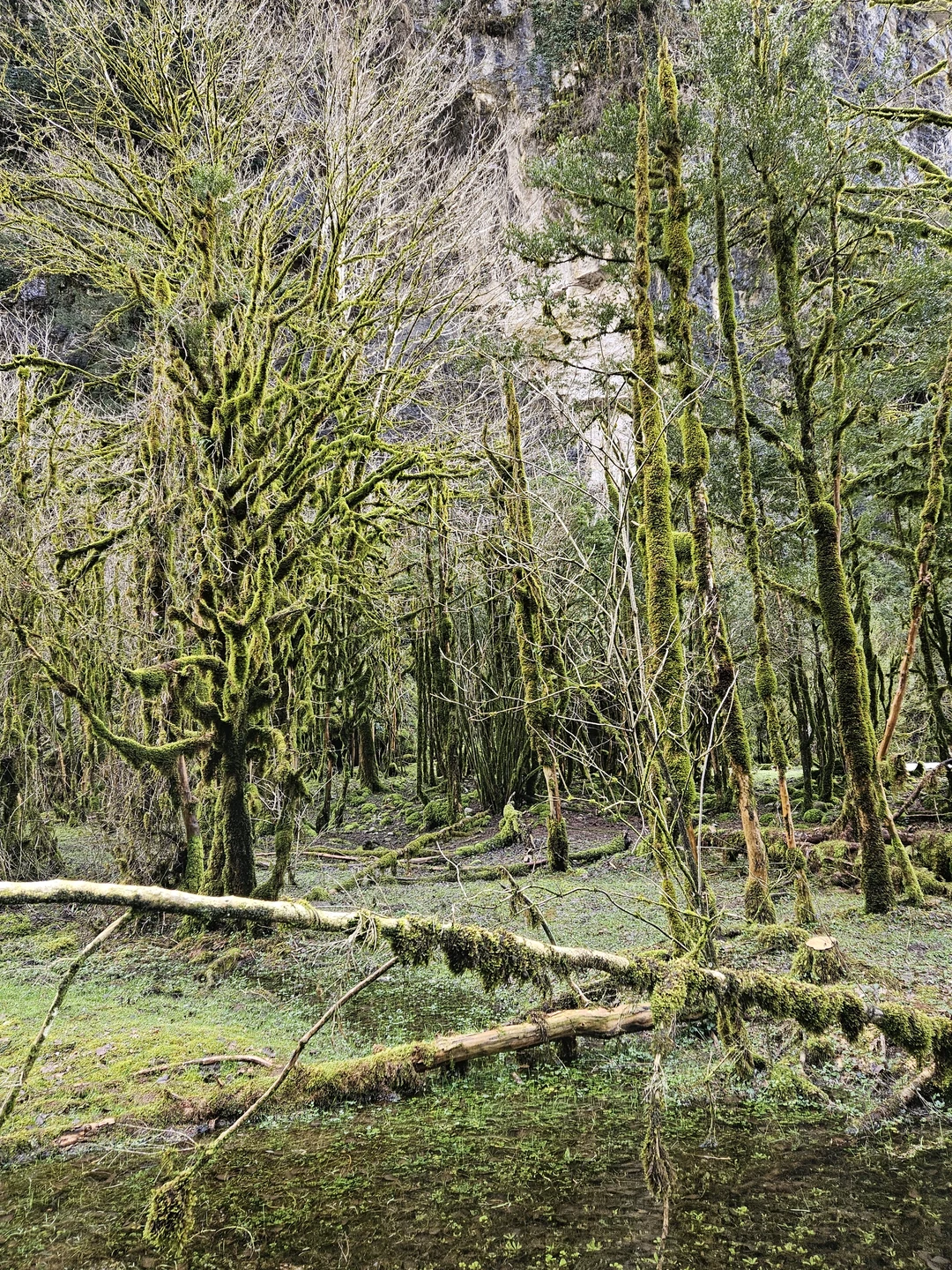 Групповая экскурсия по солнечной Абхазии (Елена)
