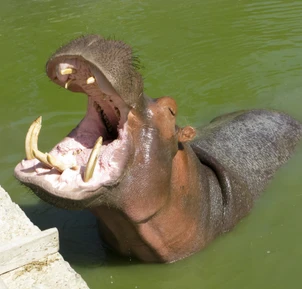 «Африка Сафари Парк»