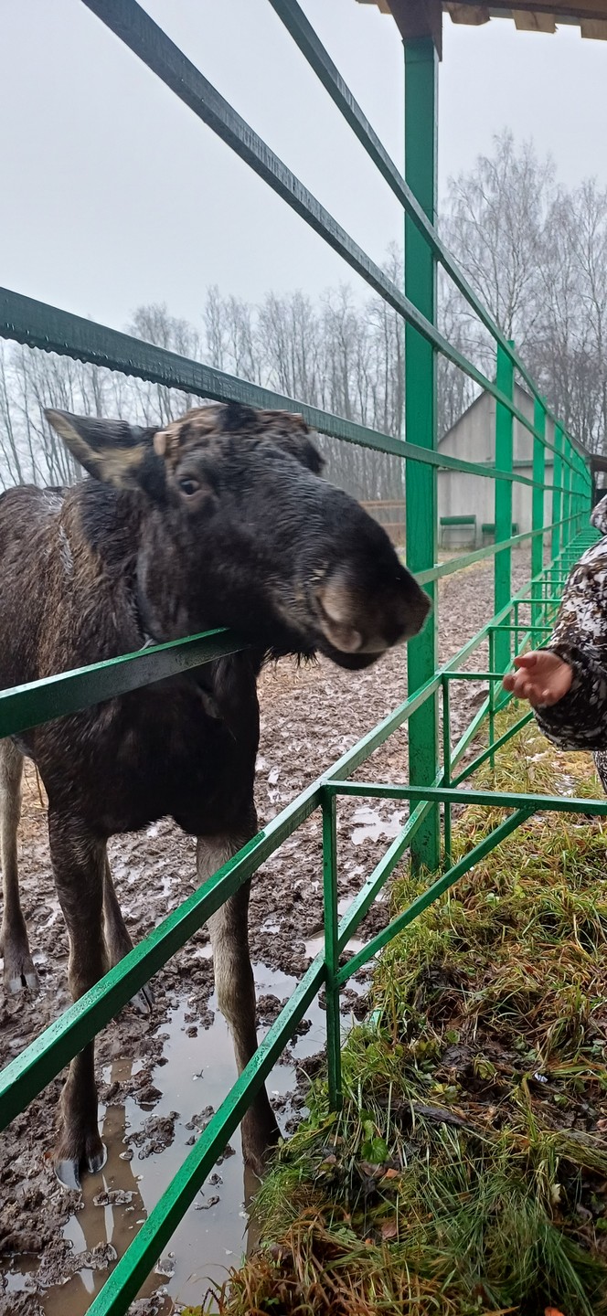 Отличная экскурсия. Узнали историю города по дороге на ферму. На ферме много интересного узнали про лосей