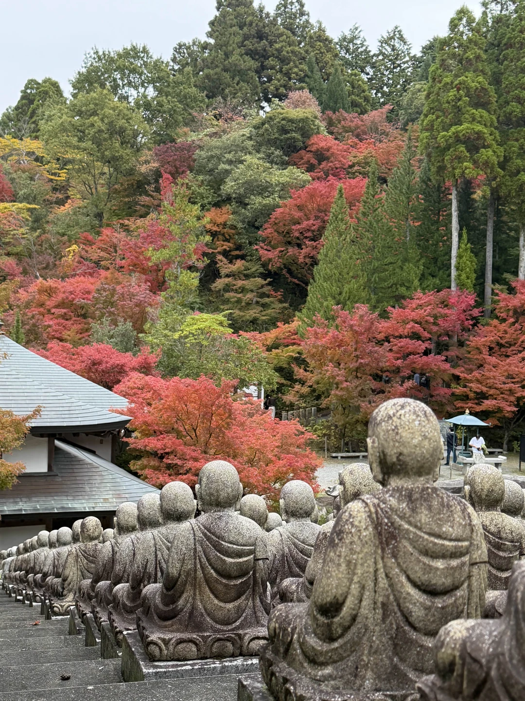 Хотим поблагодарить Светлану за реализацию нашей мечты - увидеть своим глазами красные клёны 🍁🥰