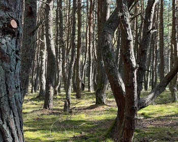 Куршская коса, Танцующий лес, орнитологическая станция