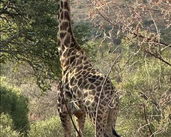 Прибытие, нацпарк «Пиланесберг», сафари на закате